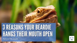 3 Reasons Your Beardies Mouth Hangs Open [upl. by Backer]