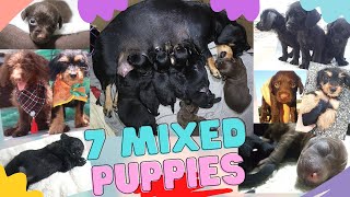 Dachshund  Toy Poodle  DOXIEPOO PUPPIES from Newborn to 3 months old [upl. by Cowey977]