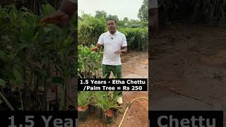 15 Years  Etha Chettu Palm Tree  Rs 250  Kadiyam Sri Venkata Durga Nursery Hyderabad kallu [upl. by Sakiv]