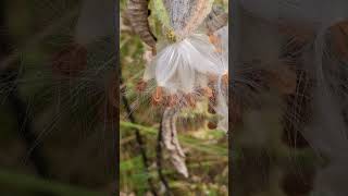 Milkweed seeds ready to leave the seedpod tatamoc15secondsinnature tatamocmilkweedvillage nature [upl. by Margarete]