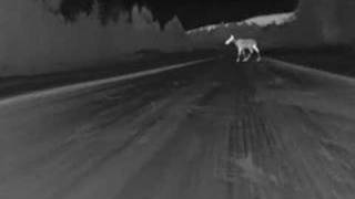 Night Driving  Moose [upl. by Sabir]