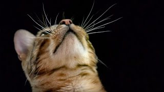 How Do Cats Use Their Whiskers SlowMotion  Cats Uncovered  BBC Earth [upl. by Forras]