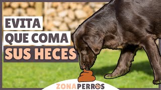 ¿Tu perro se COME sus HECES Evita la COPROFAGIA [upl. by Eitten397]