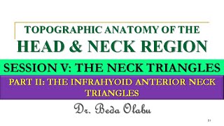 INFRAHYOID ANTERIOR NECK TRIANGLES  MUSCULAR TRIANGLE CAROTID TRIANGLE amp INFRAHYOID NECK SPACES [upl. by Aeynod]