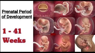 Period of Prenatal Development I Stages of Prenatal Period [upl. by Cir]