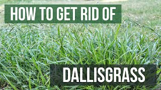 How to Get Rid of Dallisgrass 4 Easy Steps [upl. by Jessamyn]