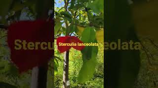 Sterculia lanceolata [upl. by Rance]