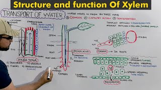 Transport of water in Plants Structure and Functions of Xylem [upl. by Lyman]