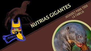 Nutrias Gigantes Ohana significa jachudez  Ep 69  CULTURA COLMILLUDA [upl. by Epner]