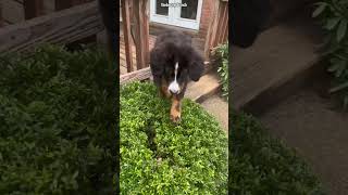 Silly Rescue Bernese Mountain Dog Jumping in Bushes  Wednesday Addams Trend [upl. by Kurth]