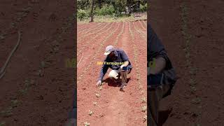 Apical potato rooted cuttings is the solution for shortage of certified potato seeds woodpulp [upl. by Paulette583]