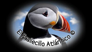 🕊️ El Frailecillo Atlántico 🕊️ [upl. by Janela]