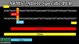 Allele Specific PCR  ARMS PCR [upl. by Neelie605]