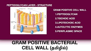 Gram positive bacterial cell wall  Peptidoglycan structure  Teichoic and Lipoteichoic acid Tamil [upl. by Odarbil]