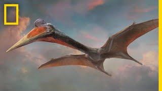 Pterosaurs 101  National Geographic [upl. by Gnauq773]