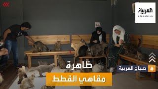 صباح العربية  مقاهي القطط ظاهرة تنتشر في الوطن العربي [upl. by Eliath]