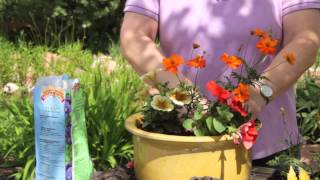 How to Repot Petunias  Grow Guru [upl. by Adnuahsor]