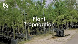 Propagating Plants  OneMillionTrees Nursery Tutorial Series [upl. by Kerred]