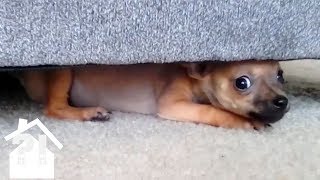 Even MORE Angry Chihuahuas  Try Not To Laugh  Best Pets EVER [upl. by Nylqcaj]