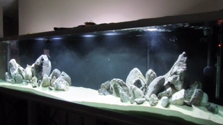 Huge African Cichlid Tank [upl. by Sigismond]