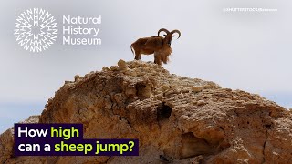 How high can an aoudad jump  Surprising Science [upl. by Blanchard]