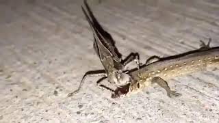 Katydid eats the face off a lizard while it’s still alive [upl. by Auhsuj]