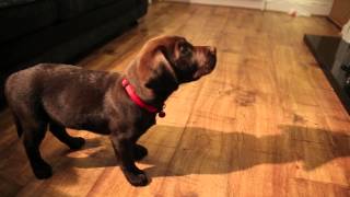 Labrador Puppy Training 10 Weeks Old Ben The Chocolate Labrador [upl. by Blanchette]