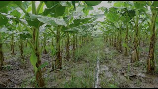 banana plantation techniques  banana field overview [upl. by Doscher956]