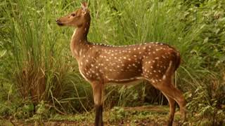 Interesting facts about Chital by weird square [upl. by Yesnil964]