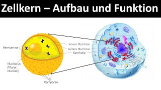 Zellkern  Nucleolus  Aufbau und Funktion Zellorganellen Teil 2  Biologie Oberstufe [upl. by Gaby]