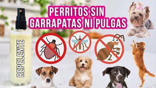 ¡Adiós a las pulgas y garrapatas Cómo hacer un shampoo natural para proteger a tu perro [upl. by Yarehs423]