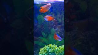 quotHoney Gourami Dancequot 🔥❣️🔥 shorts fish aquraium ytshorts trending [upl. by Nahsab]