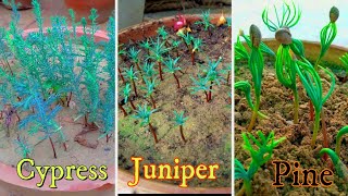 How To Grow Cypress Juniper amp Pine Tree Seeds  Best Method To Grow Seeds Complete Tutorial [upl. by Cobbie11]