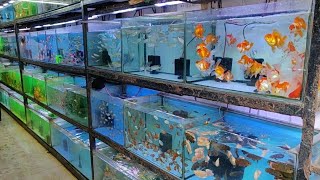 Aqua Planet Aquarium Fish Shop [upl. by Anthony370]