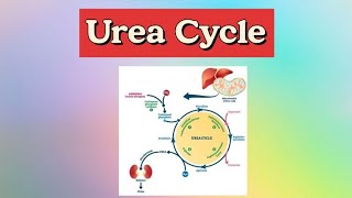 Urea Cycle شرح تفصيلي مبسط biochemistry urea UreaCycleammonia [upl. by Carlton]