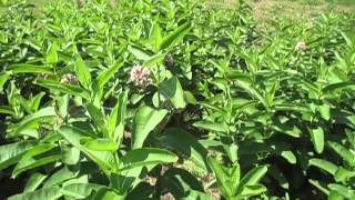 Milkweed Patch [upl. by Merrielle842]