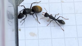 Camponotus chilensis Chile vs Myrmecia urens Australia 27072024 [upl. by Rramahs]