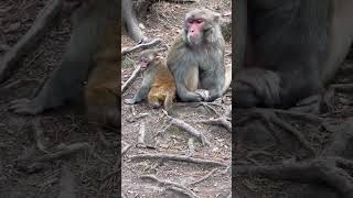 Funny baby monkeys Funny and adorable moments Funny moments that make you laugh to tears 189 [upl. by Susejedesoj979]