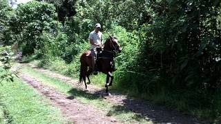 Venta de Caballos Caballo Troton Galopero Castrado hijo de Relicario [upl. by Ynamrej978]