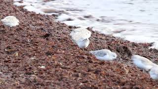 Sanderlings 11022024 [upl. by Dorie879]