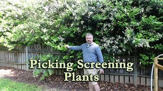 How To Use A Mix Of Screening Plants To Make Your Neighbor Go Away Privacy Screen [upl. by Sinnej658]