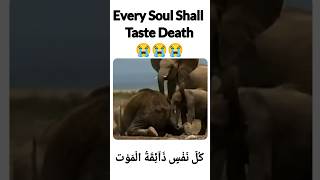 القران قرآن عبدالرحمنمسعد تلاوات Surah AlAnkabut Heart Touching quran Reaction 😭🤲🥺 [upl. by Torie283]