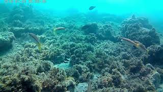 Snorkel Nerja 2018  Cala del Cañuelo [upl. by Bonilla]