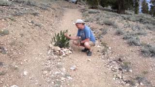 The Methusela Grove of Bristlecone Pines [upl. by Zacek870]