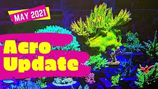 Better Acropora Coloration in the Acropora Dominant Reef Tank [upl. by Janie819]