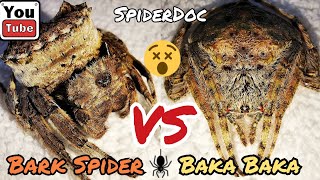 BARK Spider VS BakaBaka Subscribers MOST REQUESTED Spider Fight Laban ng Matitigas na Gagamba [upl. by Oirottiv540]