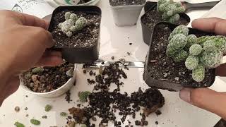 Mammillaria gracilis fragilis  Thimble Cactus Propagation [upl. by Corbet]