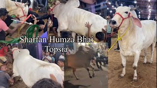 SHARFAN HUMZA BHAI TOPSIA BIGGEST BACHI COWS LOADING FROM PATHAN CATTLE FARM  Kolkata Cow 2024 [upl. by Elke]