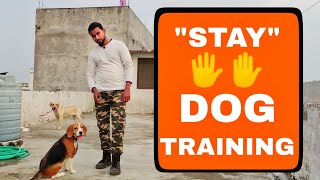 Beagle Dog Training Series  Episode 2  How to Train Your Dog Perfect quotSTAYquot [upl. by Akinar]