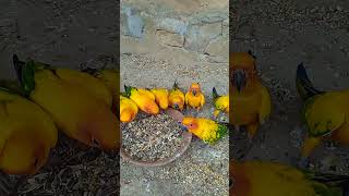 Sun conure beautiful parrot birdsshortsvideoviral [upl. by Tamaru]